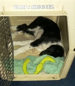 puppy Djin sleeping in open crate
