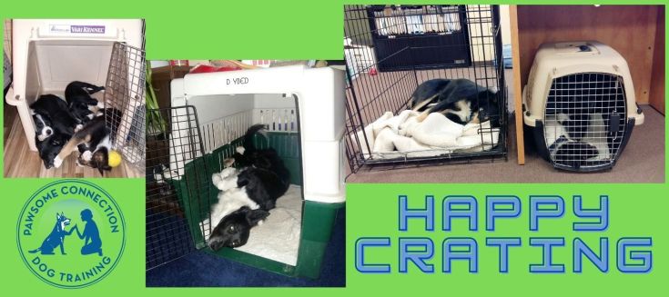 crate training made easy